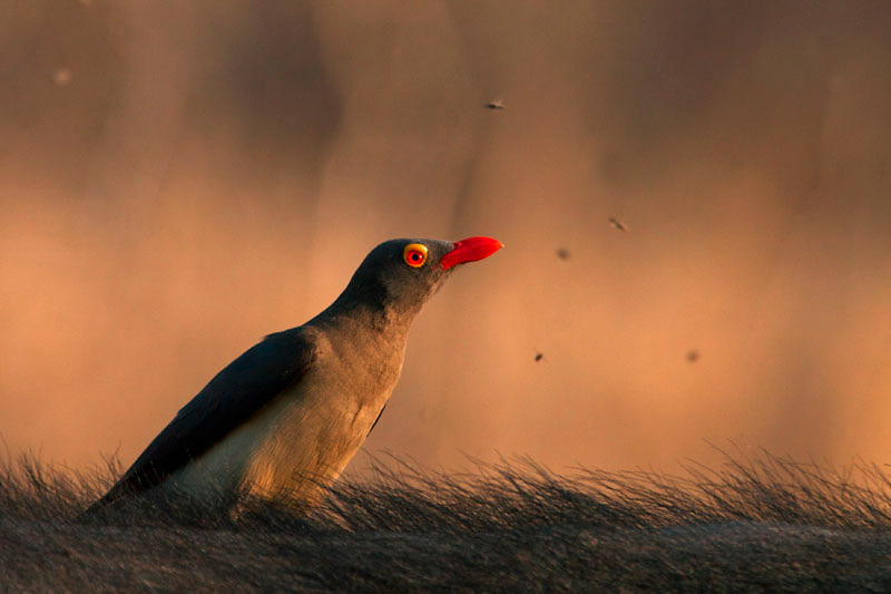07Feb12 Red Billed Oxpecker Jaap Van Dijk 07Feb12 Red Billed Oxpecker Jaap Van Dijk