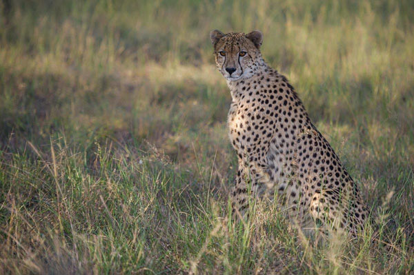 08July2014 Cheetah Fill Flash 08July2014 Cheetah Fill Flash