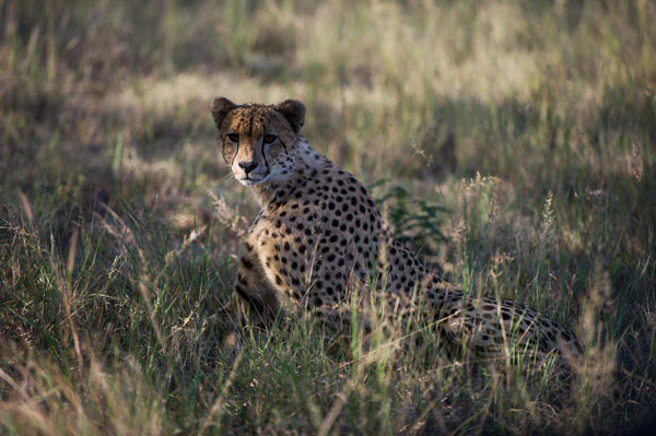 08July2014 Cheetah No Flash 08July2014 Cheetah No Flash
