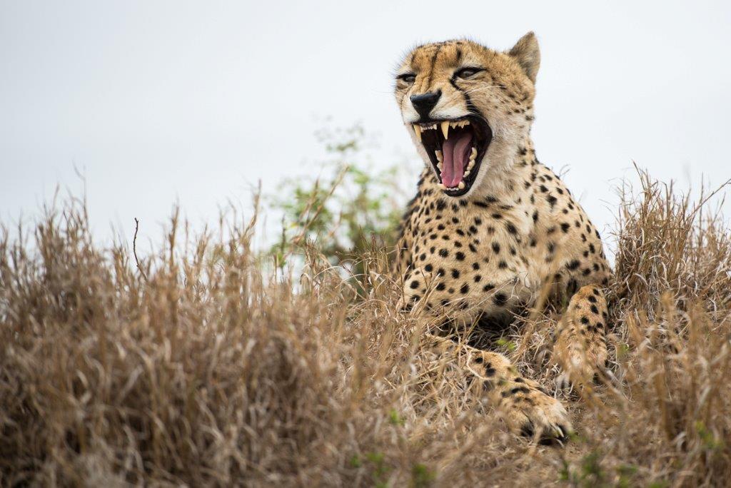08Oct2013 Cheetah 08Oct2013 Cheetah
