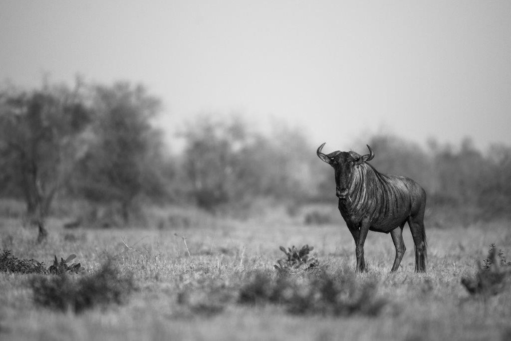 08Oct2013 Wildebeest