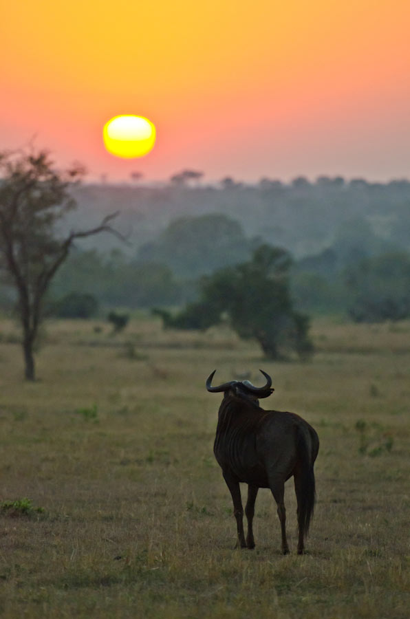 10July2012 Wildebeest Sunrise 10July2012 Wildebeest Sunrise