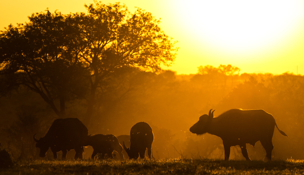 Politistation opnå i morgen Sabi Sabi Private Game Reserve | Buffalo Sunset