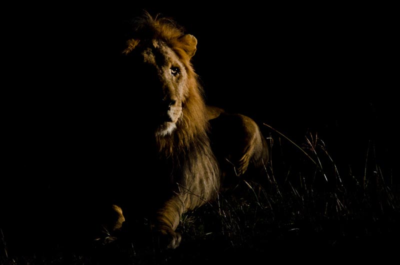 12June2012 Low Light Focusing Lrg