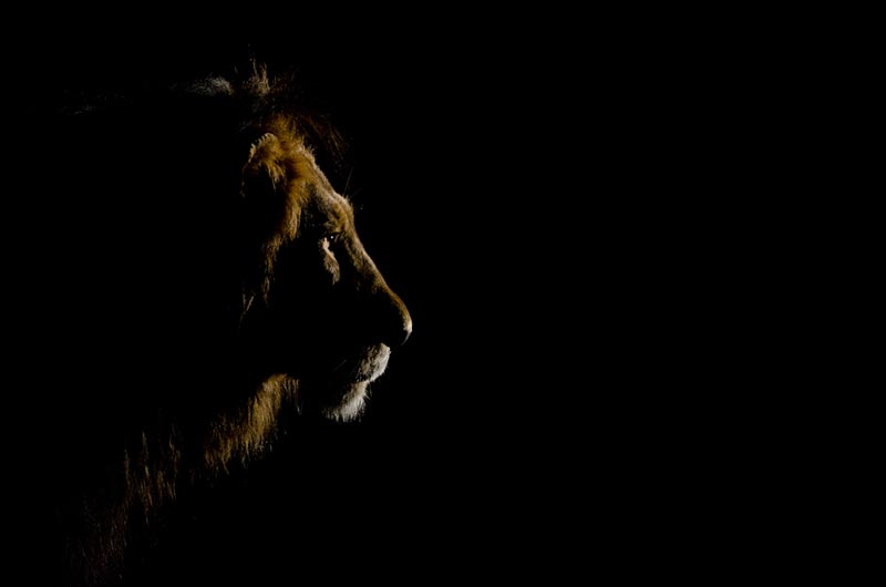 12June2012 Steely Stare Lrg