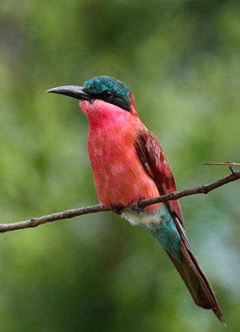 13Dec11 Aperture Priority Richard De Gouveia 