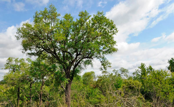 13Dec11 Tamboti Tree Wim Vorster 13Dec11 Tamboti Tree Wim Vorster