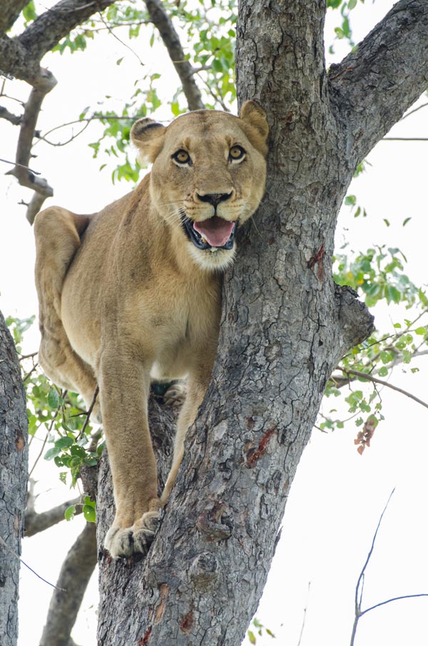 16April2013 Lioness 16April2013 Lioness