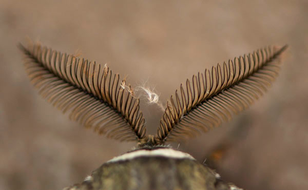 17April12 Moth Antennae 17April12 Moth Antennae