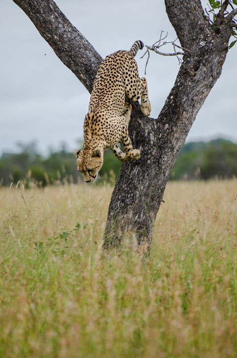 19March13 Cheetah 19March13 Cheetah