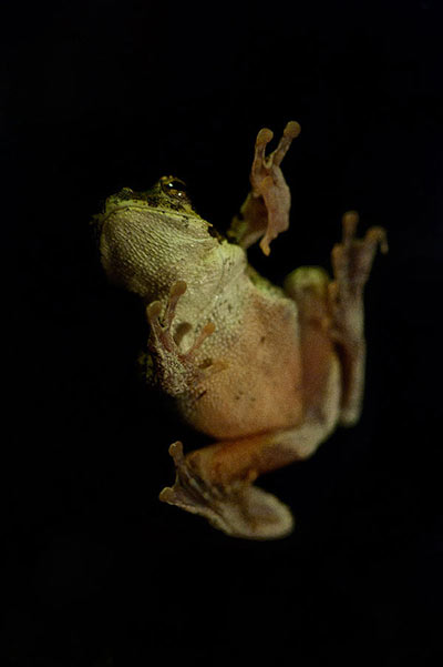 20March12 Foam Nest Frog Wim Vorster 20March12 Foam Nest Frog Wim Vorster