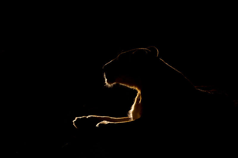 21Aug2012 Lioness Silhouette