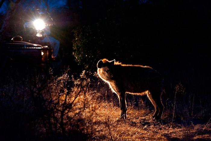 21Feb12 Back Lit Spotted Hyena Wim Vorster 21Feb12 Back Lit Spotted Hyena Wim Vorster