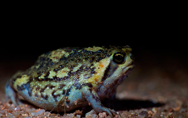 21Feb12 Bushveld Rain Frog Wim Vorster 21Feb12 Bushveld Rain Frog Wim Vorster