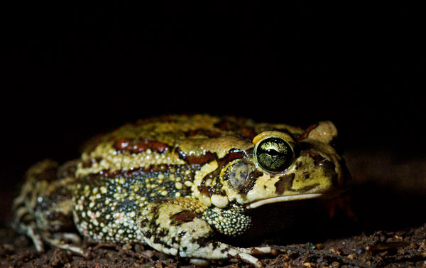 21Feb12 Eastern Olive Toad Wim Vorster 21Feb12 Eastern Olive Toad Wim Vorster