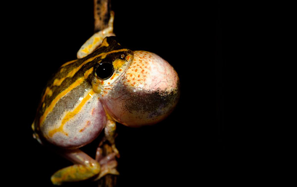 21Feb12 Painted Reed Frog Calvin Kotze 21Feb12 Painted Reed Frog Calvin Kotze