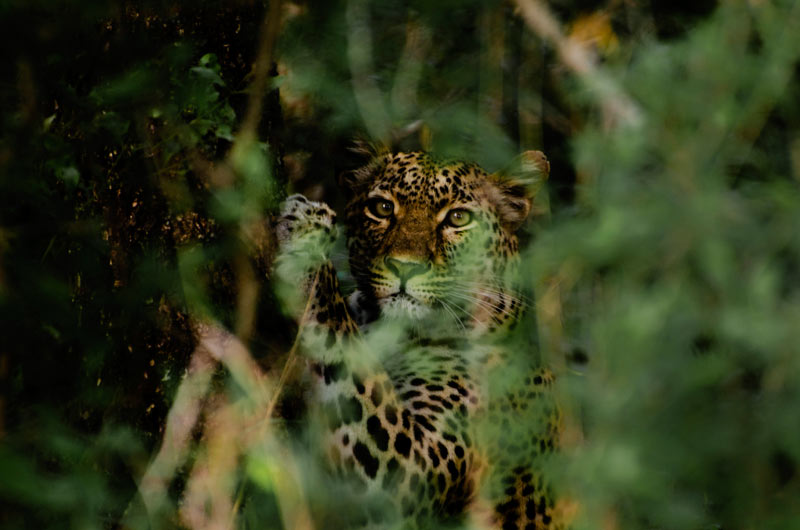 24July12-Illusive-Leopard-Calvin_Kotze.jpg 24July12 Illusive Leopard Calvin Kotze