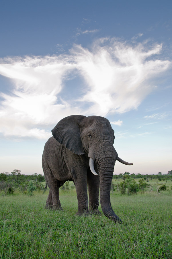 25Dec12 Elephant Bull 25Dec12 Elephant Bull