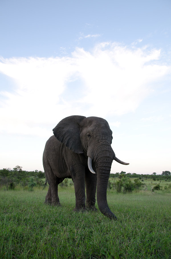 25Dec12 Ele Bull Unedited 25Dec12 Ele Bull Unedited