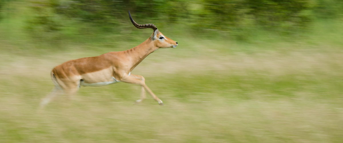 28May13 PanningImpala Lrge 28May13 PanningImpala Lrge