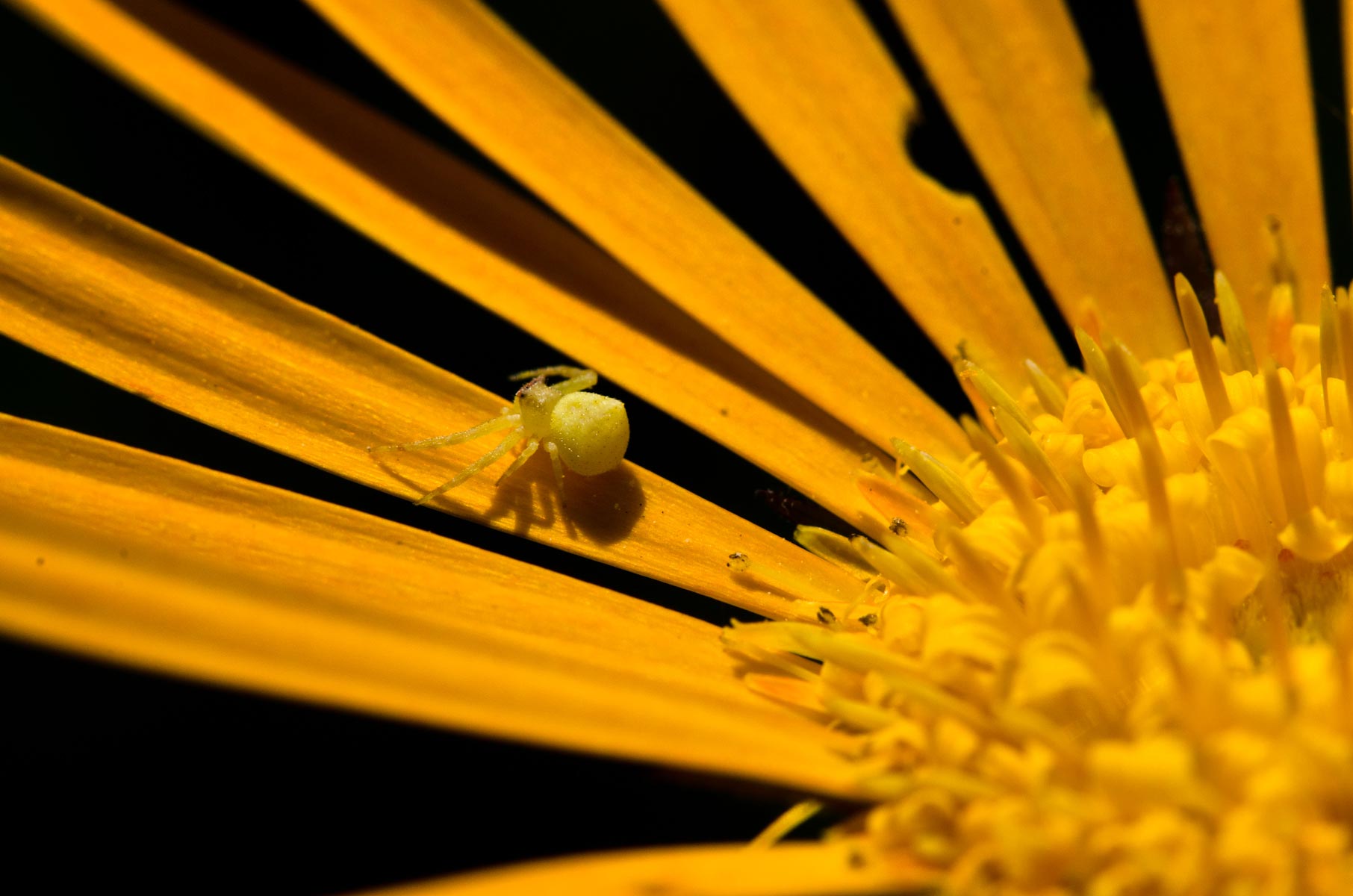Barbeton Daisy Barbeton Daisy