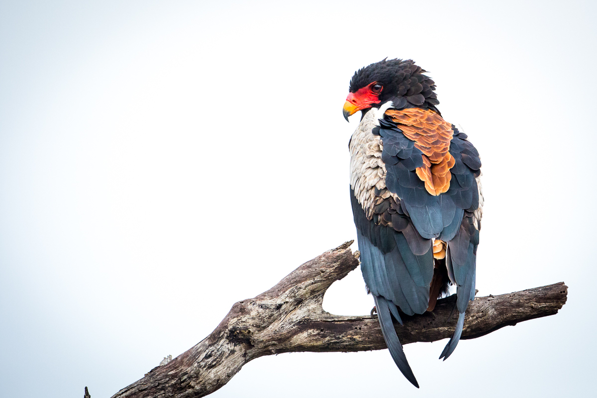 Bateleur Lance 1 Bateleur Lance 1