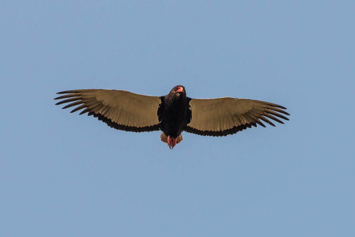 Bateleur3 Bateleur3