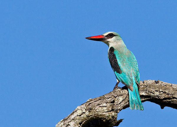 Birds 10 Birds 10