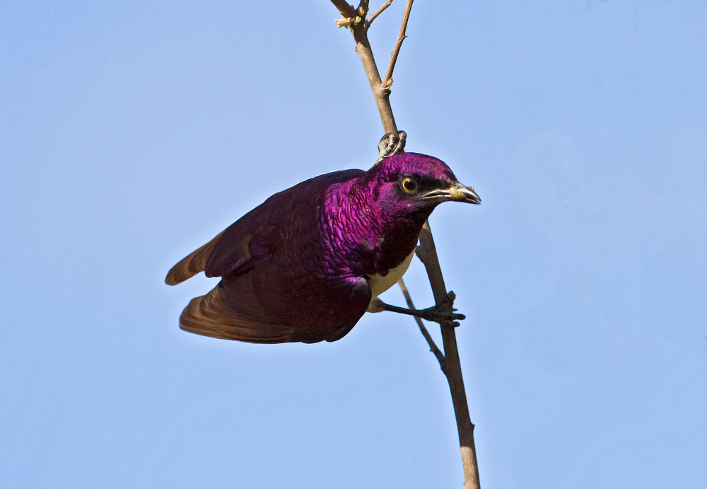 Birds 11