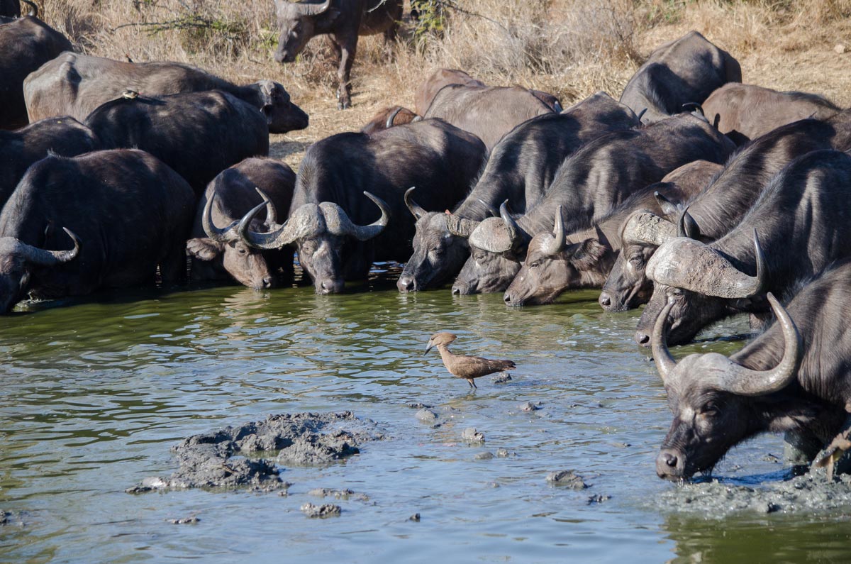 Buff Herd Steve Buff Herd Steve