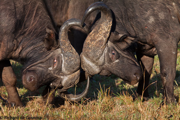 Buffalo-bulls
