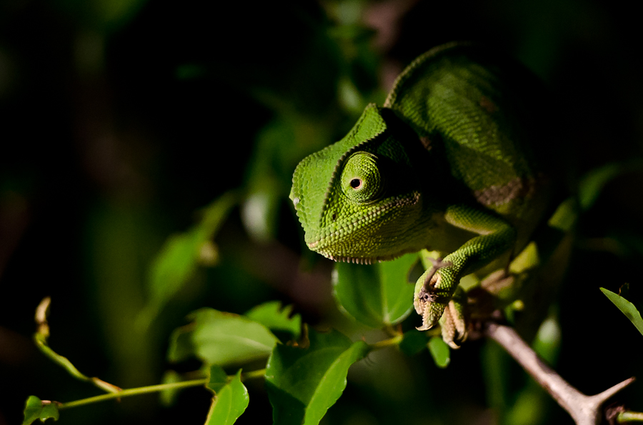 Chameleon 2 Chameleon 2
