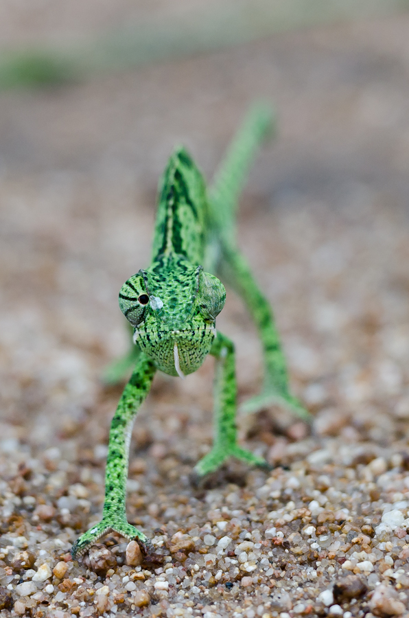 5 Fascinating Facts About the Flapneck Chameleon