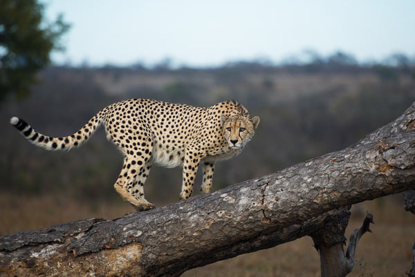 Cheetah 8 News Cheetah 8 News