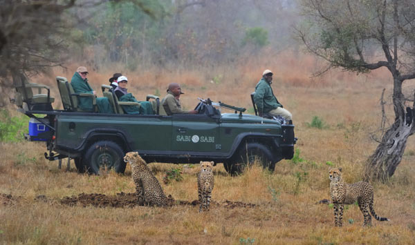 Cheetah And Safari Newsletter