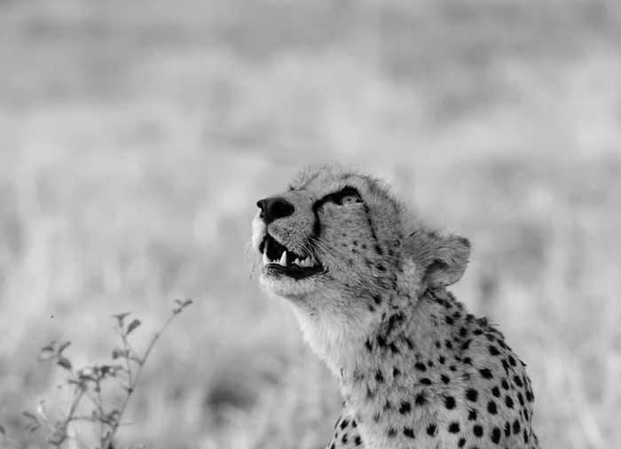 Cheetah Bw Cheetah Bw