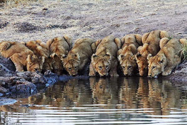 Cubs In Line RDG Cubs In Line RDG