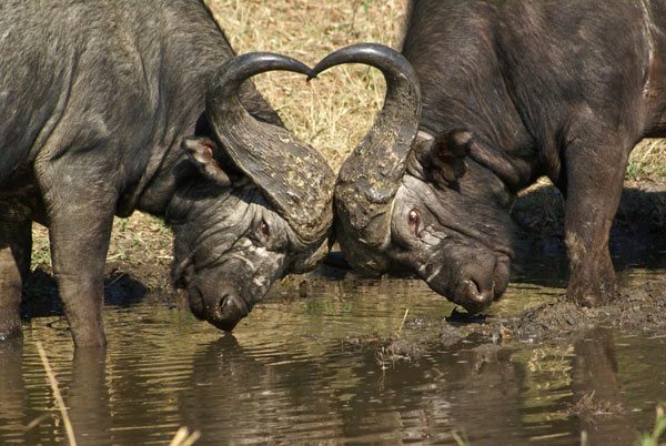 DSC07981 Love Or War DSC07981 Love Or War