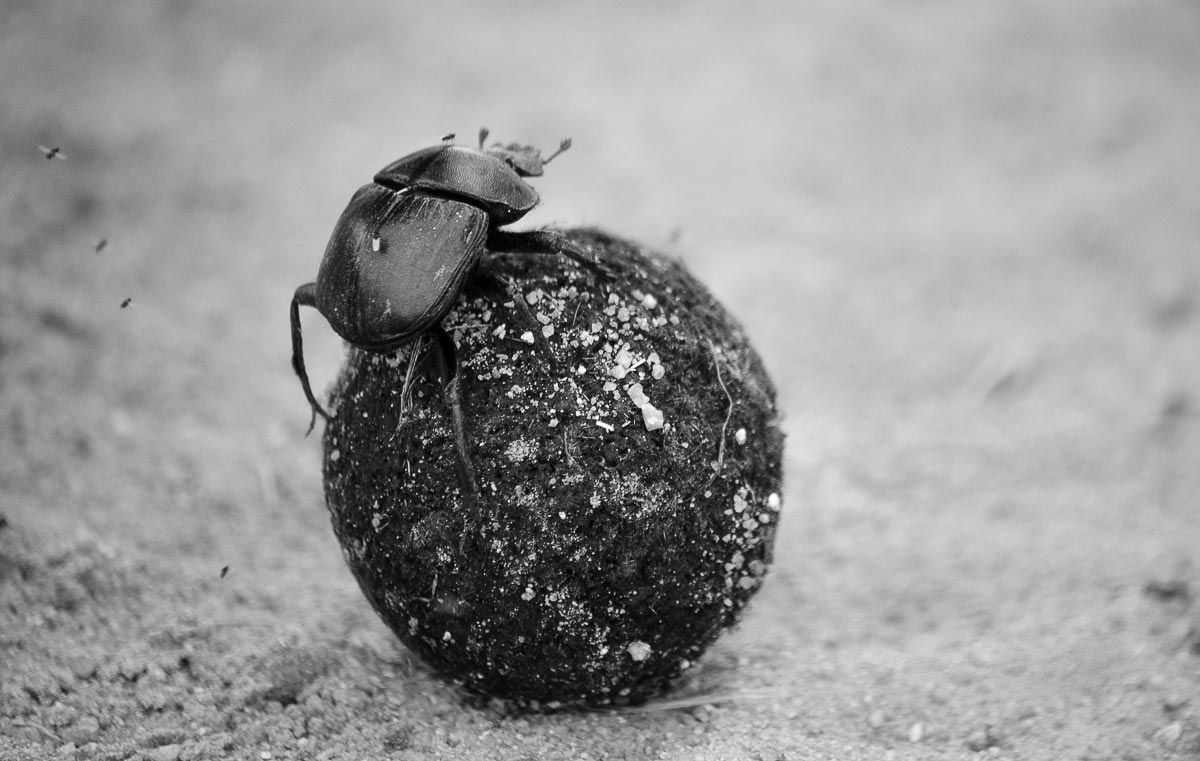 Dun Beetle Steve Dun Beetle Steve