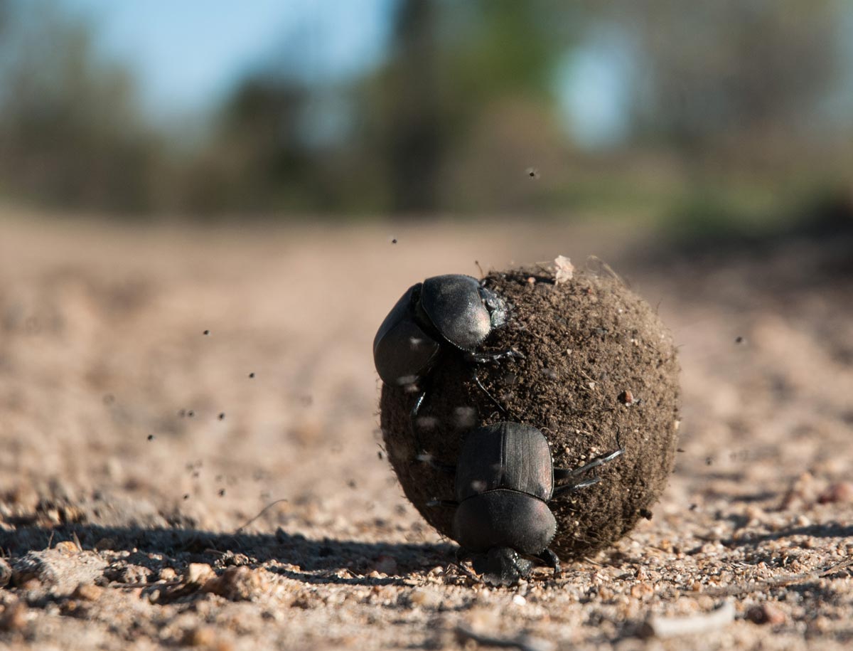 Dung Beetle Dung Beetle