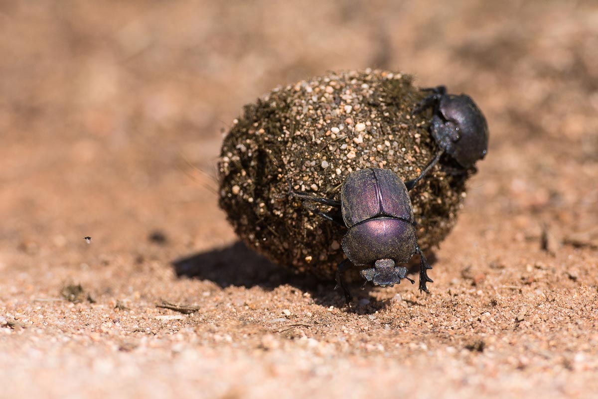 Dungbeetle Simon Dungbeetle Simon