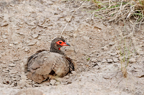 Dust Bathing Or Anting Dust Bathing Or Anting