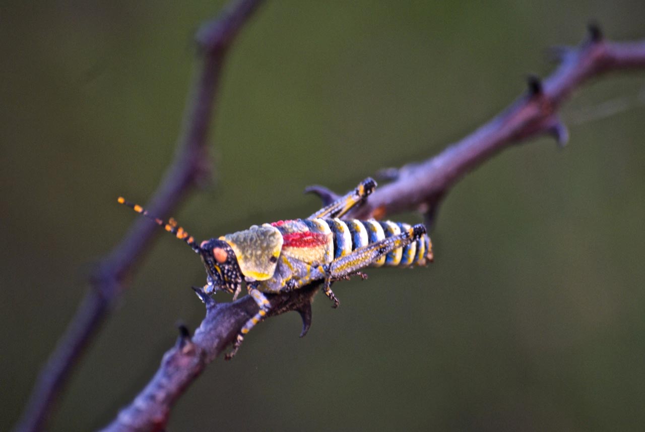 Elegant Grass Hopper Elegant Grass Hopper