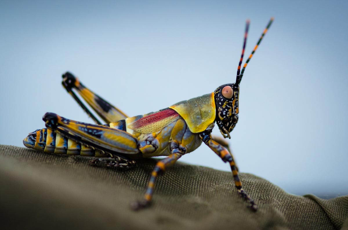 Elegant Grasshopper Elegant Grasshopper