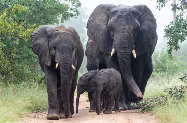 Elephant 13 News Elephant 13 News