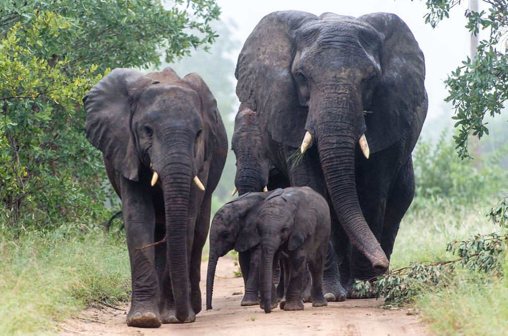 Elephant 13 1 Elephant 13 1