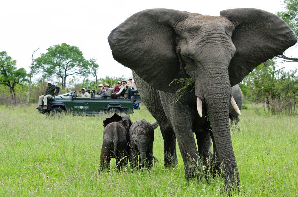 Elephant 14 Elephant 14