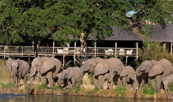 Elephants Infront Of Lodge Elephants Infront Of Lodge