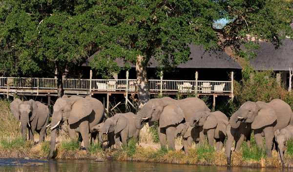 Elephants Infront Of Lodge1