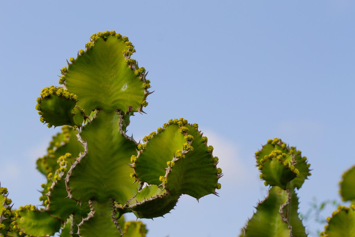 Euphorbia2 Euphorbia2